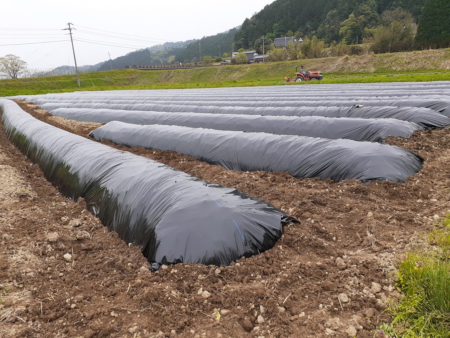 畝たて・マルチ張り！！ | 農業生産法人 株式会社 健康ファーム